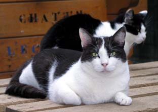 Photo Jedaï - Secours Félin, refuge pour chat