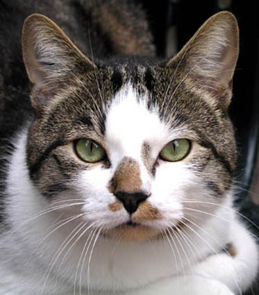 Photo Adrien - chat gris et blanc aux  yeux vert