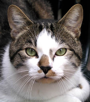 Photo Adrien - chat gris et blanc aux yeux vert