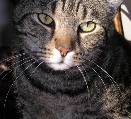 Chat tigré - Refuge Le Secours Félin