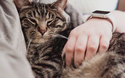 Le Chat Médecin