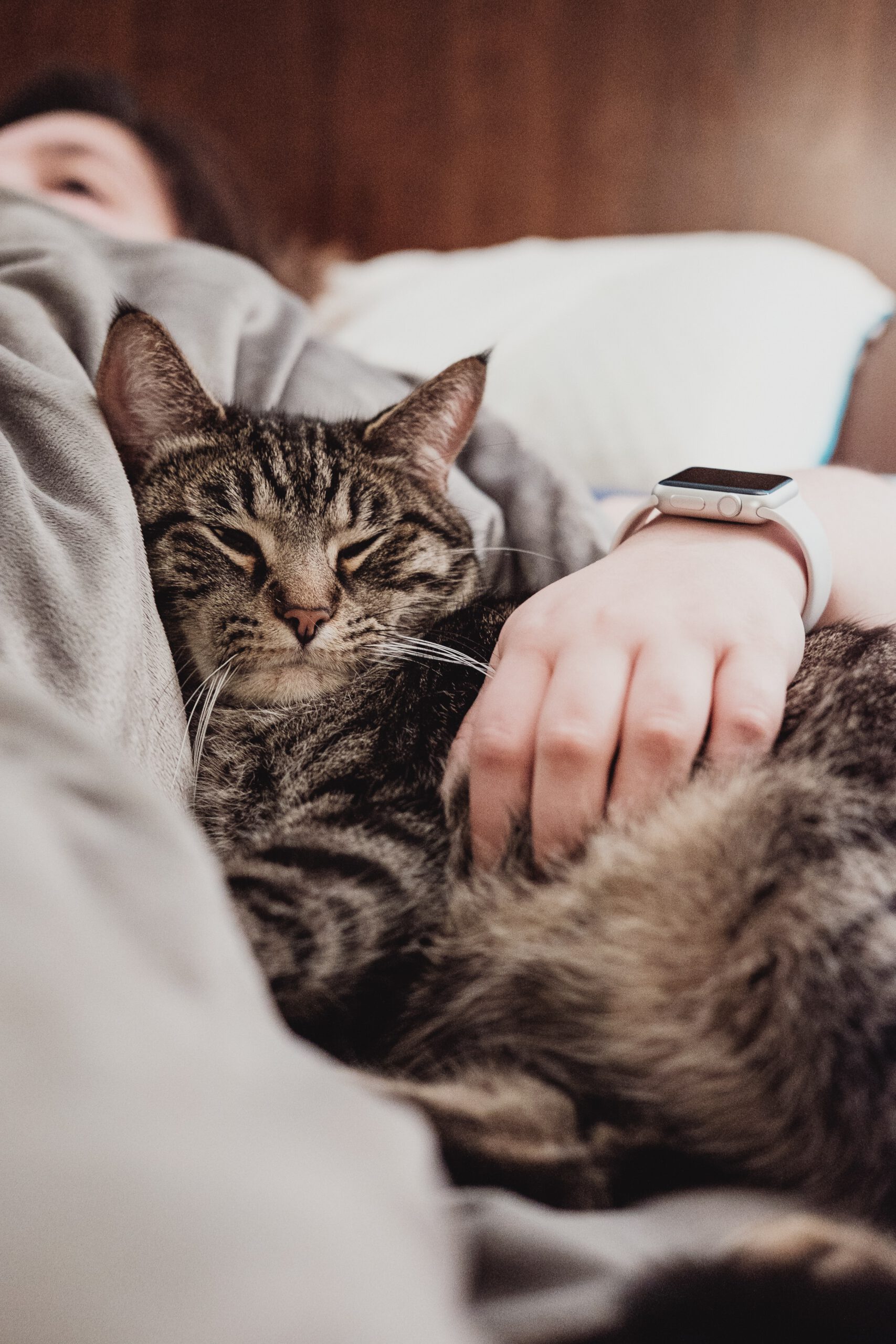 Chat couché câliné