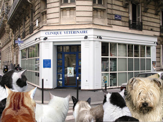 clinique-veterinaire clinique veterinaire paris