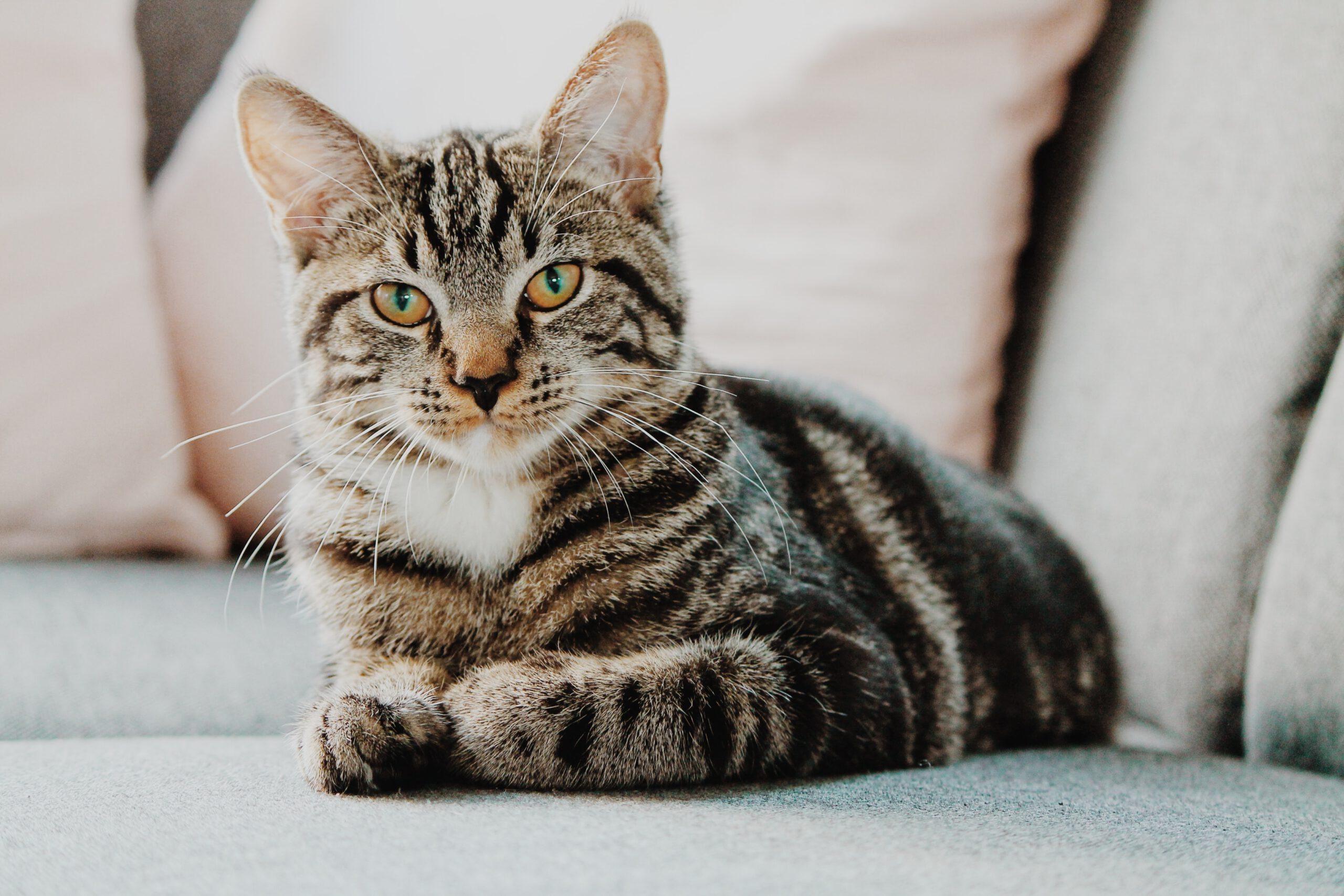 Chat couché sur canapé