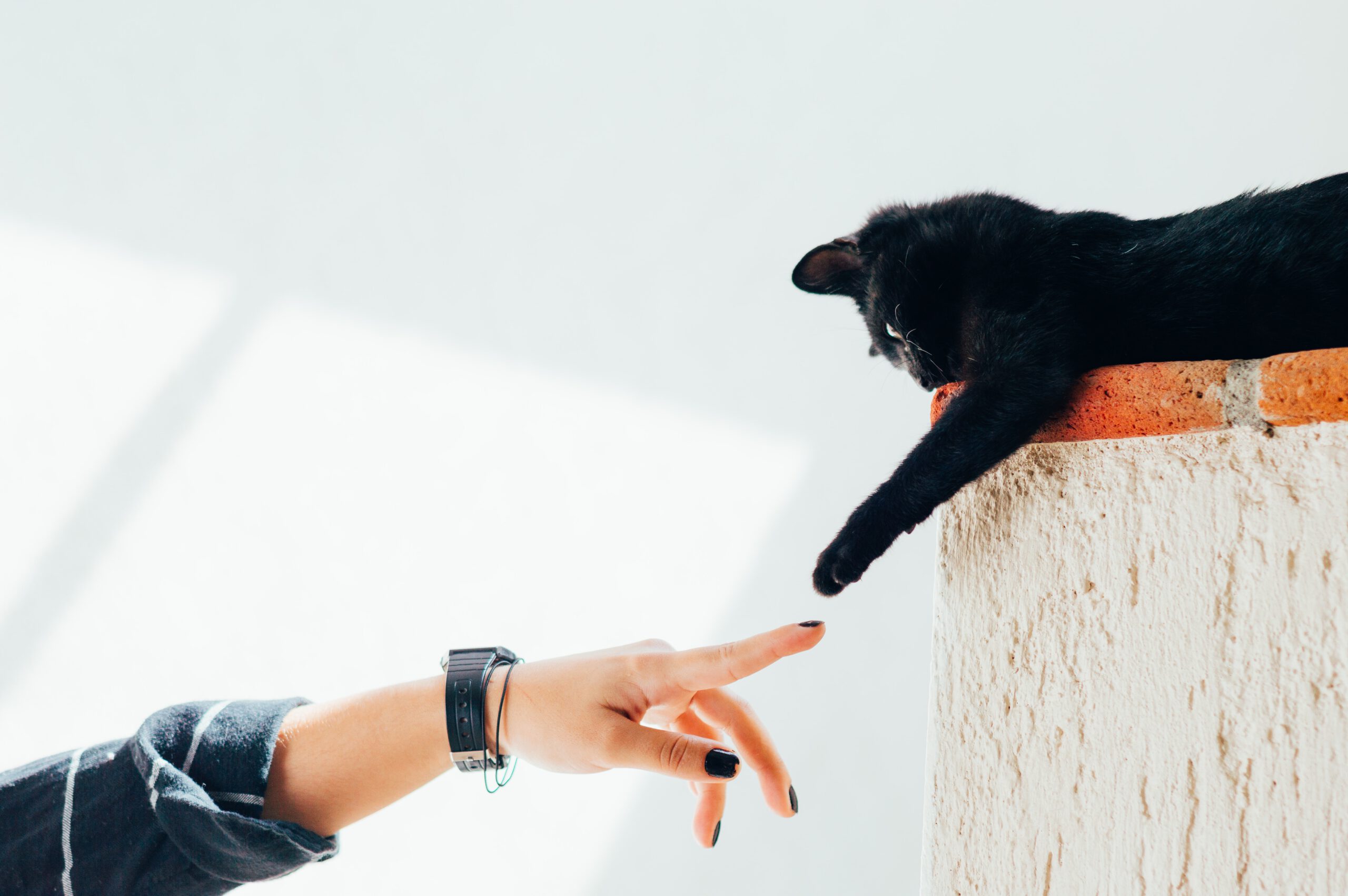 humberto-arellano-chat-humain chat et humain