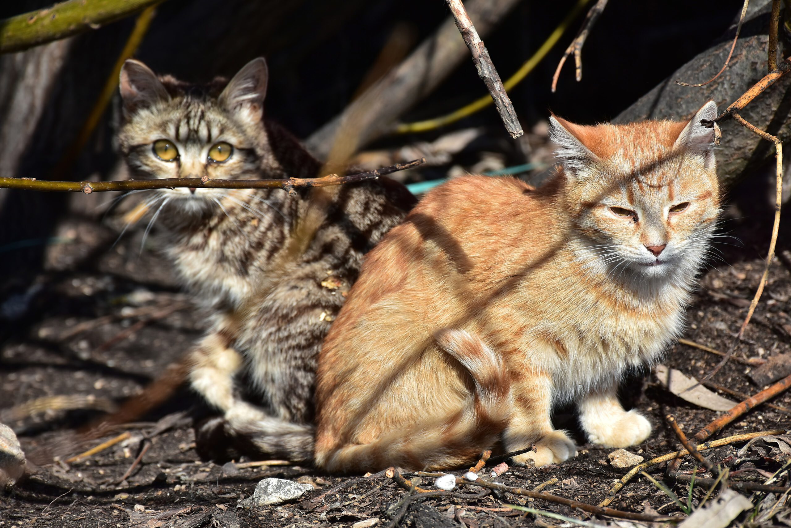 chats abandonnés